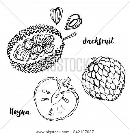 Jackfruit. Fruits Drawn By A Line On A White Background. Fruits From Thailand. Food Sketch Lines.