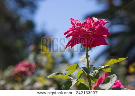 A Rose Dying In The Rose Garden