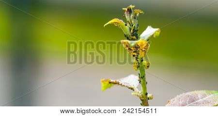 The Flock Of Small Black Aphids On A Stem Of A Plant