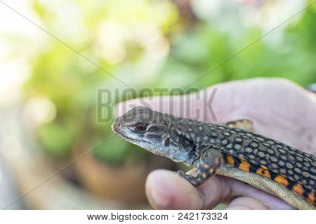 Asian Man Holding Butterfly Lizard (leiolepis Belliana)  For Education In Thailand, Butterfly Agamas