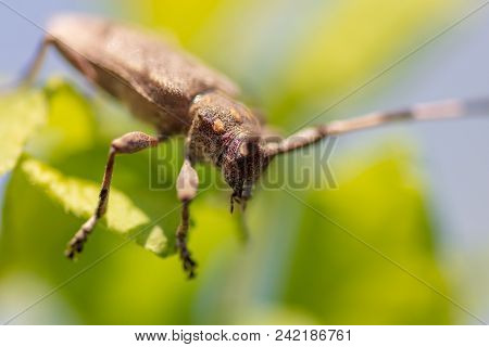 Portrait Of A Beetle On A Branch Of A Tree .