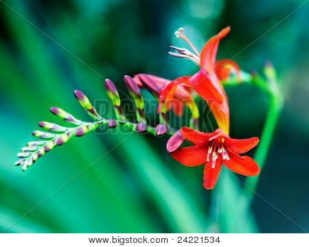 Crocosmia blomst, close-up