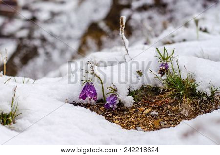 Blossoming Purple Pasque Flowers Pulsatilla Grandis Under Snow In The Meadow Spring Cloudy Afternoon