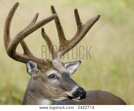 Buck Whitetail JELEN (Odocoileus Virginianus)