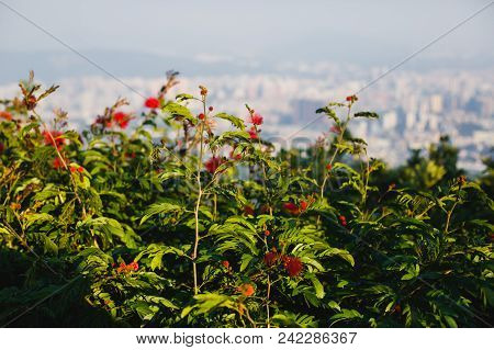 View Of Guangzhou City With Zhujiang New Town From White Cloud Mountain, Baiyun Mountain, Guandong, 