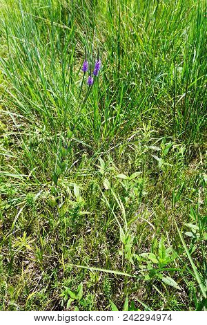 Hoary Vervain (verbena Stricta) Blooms In The Rock Run Preserve Of The Will County Forest Preserve D