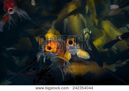Koi Fish In The Pond