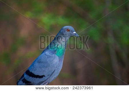 Pigeons And Doves Constitute The Animal Family Columbidae And The Order Columbiformes, Which Include
