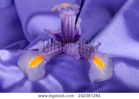 A Iris Flower On A Lilac Sheet.