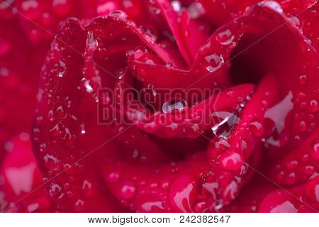 A Red Rose With Raindrops On A Winter Day.