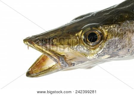 Head Of A Ferocious Marine Predator, The Yellowtail Barracuda Or Sphyraena Obtusata.