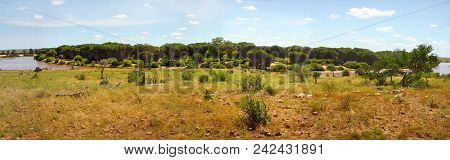 High Resolution Tsavo East National Park Panorama With Low Bushes In Foreground And Doum Palm Trees 
