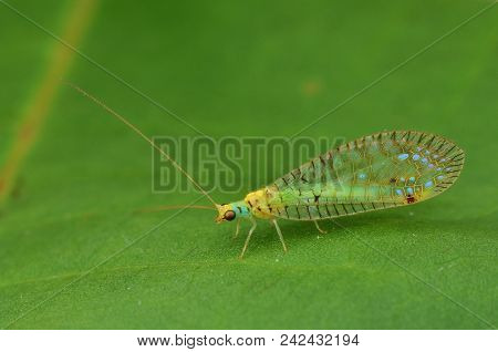 Macro Image Of Lacewing On Green Leaf