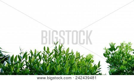 Tropical Tree Leaves Growing In Botanical Park On White Isolated Background For Green Foliage Backdr