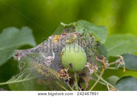 Apple Moon The Larvae Plaize The Leafy Leaves And Apple Fruits With A Dense Web And Destroy Them.