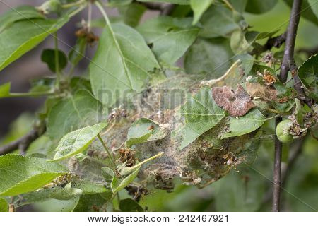 Apple Moon The Larvae Plaize The Leafy Leaves And Apple Fruits With A Dense Web And Destroy Them.