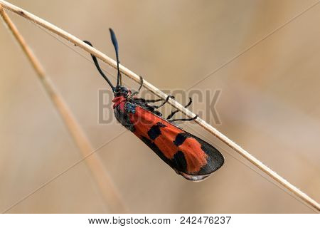 Closeup View Of Bloodword Burnet (zygaena Laeta) On A Dry Haulm