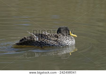 South African Yellow Bill Duck - Anas Undulata Undulata