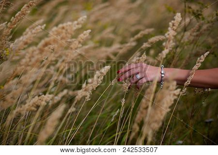 Woman's Hand Touch Wheat Ears At Sunset