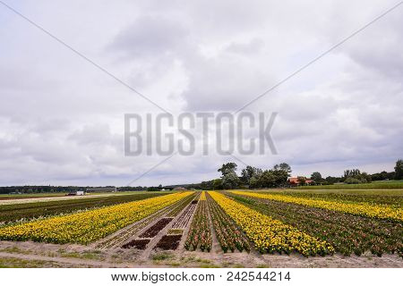 Photo Picture Of Calla Flower Colored Garden Field Cultivation