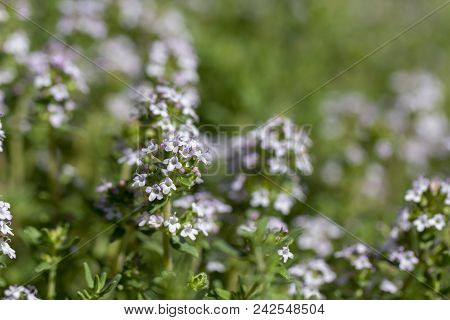 Thyme, Close-up. Long-standing Low-growing Plant. It Has Medicinal Properties And Is Used In Tea Ble