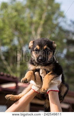 Close-up Of A Volonteer Is Holding A Black And Tan Homeless Puppy. Abandoned Puppy From A Shelter Ho