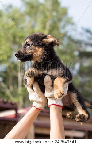Close-up Of A Volonteer Is Holding A Black And Tan Homeless Puppy. Abandoned Puppy From A Shelter Ho