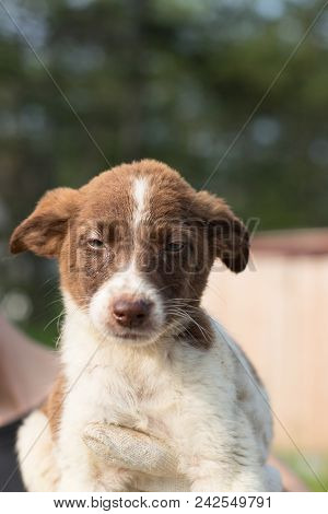 Close-up Of A Volonteer Is Holding A White And Brown Homeless Puppy. Abandoned Puppy From A Shelter 