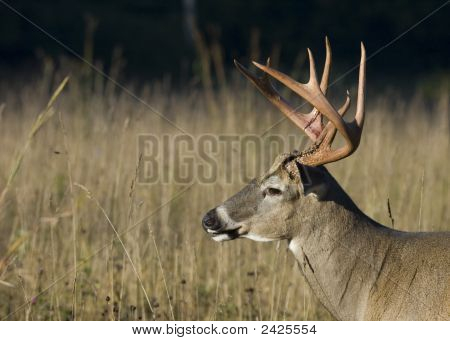 Buck Whitetail Geyik (Odocoileus Virginianus)