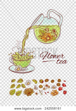 Vector Tea Constructor Flowers Brew Process. Make And Pour In Transparent Cup Hot Aromatic Drink Wit
