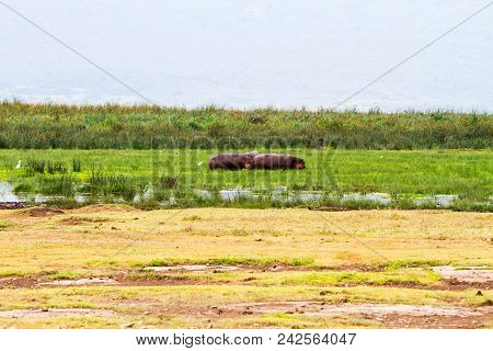Common Hippopotamus (hippopotamus Amphibius), Or Hippo, Large, Mostly Herbivorous, Semiaquatic Mamma