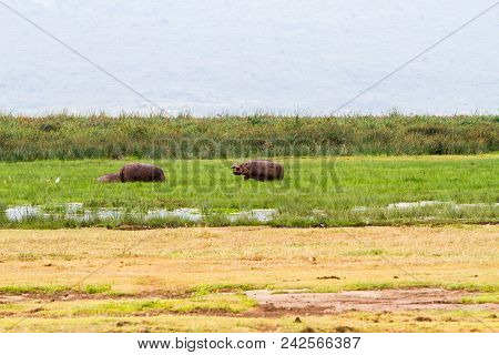 Common Hippopotamus (hippopotamus Amphibius), Or Hippo, Large, Mostly Herbivorous, Semiaquatic Mamma