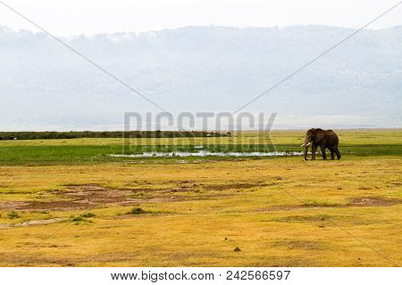 African Elephants, Of The Genus Loxodonta And Other Animals And Birds In Ngorongoro Conservation Are