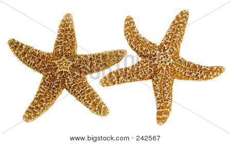 Pesce stella isolato