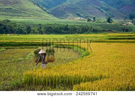 Terraced Rice Field In Northern Vietnam