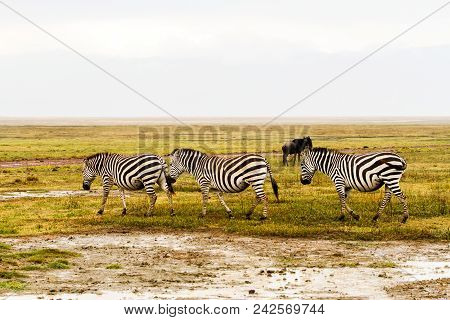 Zebra Species Of African Equids Horse Family United By Their Distinctive Black And White Striped Coa
