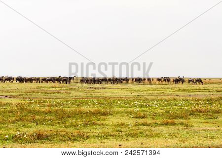 Field With Zebras And Blue Wildebeest