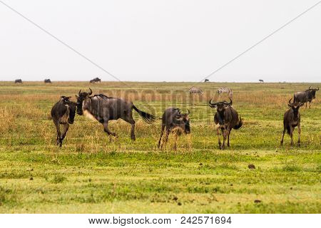 Field With Zebras And Blue Wildebeest