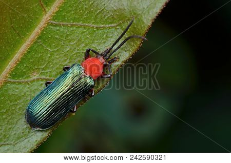 Macro Image Of Beautiful And Shiny Green Hispine Beetle