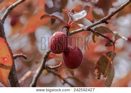 Plum Pissardi With Red Leaves And Fruits