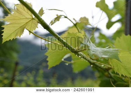 Close Up Of Vineyard With Green Leaves And Dew