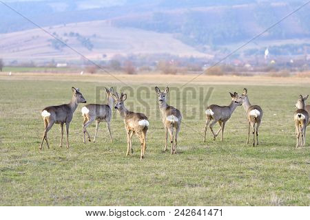 Troop Of Roe Deer. Small Elegant Deer In Family Cervidae With Growing Antlers Still Covered In Velve