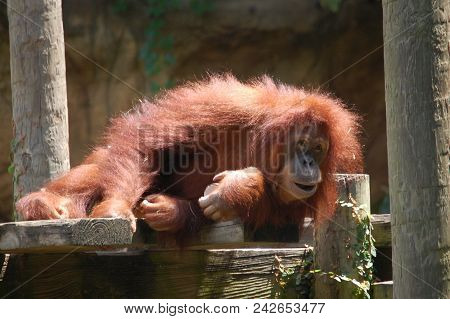 Orangutan, Resting In Sunshine At New Orleans Audubon Zoo
