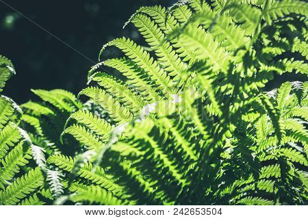 Natural Leafs Of Fern With Sunlight In Tropical Forest. Closeup. Nature Background.