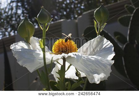 Bumble Bee Alighting Onto White Hibiscus Flower In Santa Barbara California