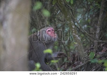 Formosan macaque in mountains of Kaohsiung city, Taiwan, also called Macaca cyclopis.