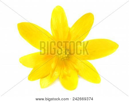 Forsythia Oleaceae Flowers Blossoms Isolated On White Background