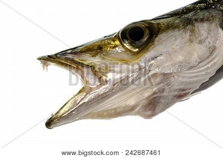 Head Of A Ferocious Marine Predator, The Yellowtail Barracuda Or Sphyraena Obtusata.