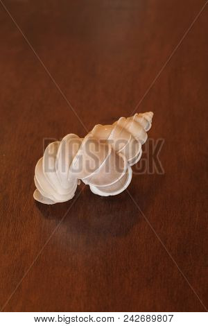 Precious Wentletrap Epitonium Scalare Seashell