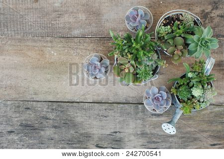 Mix Variety Of Succulent Flowers In Pot Plants In Garden. Rustic Wooden Board.
